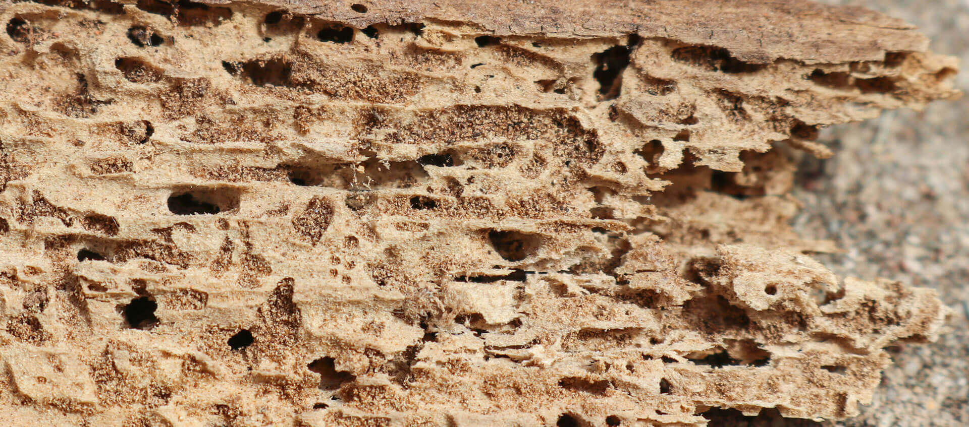 Bed Bug Treatment
